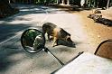 cochon